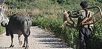 water buffalo